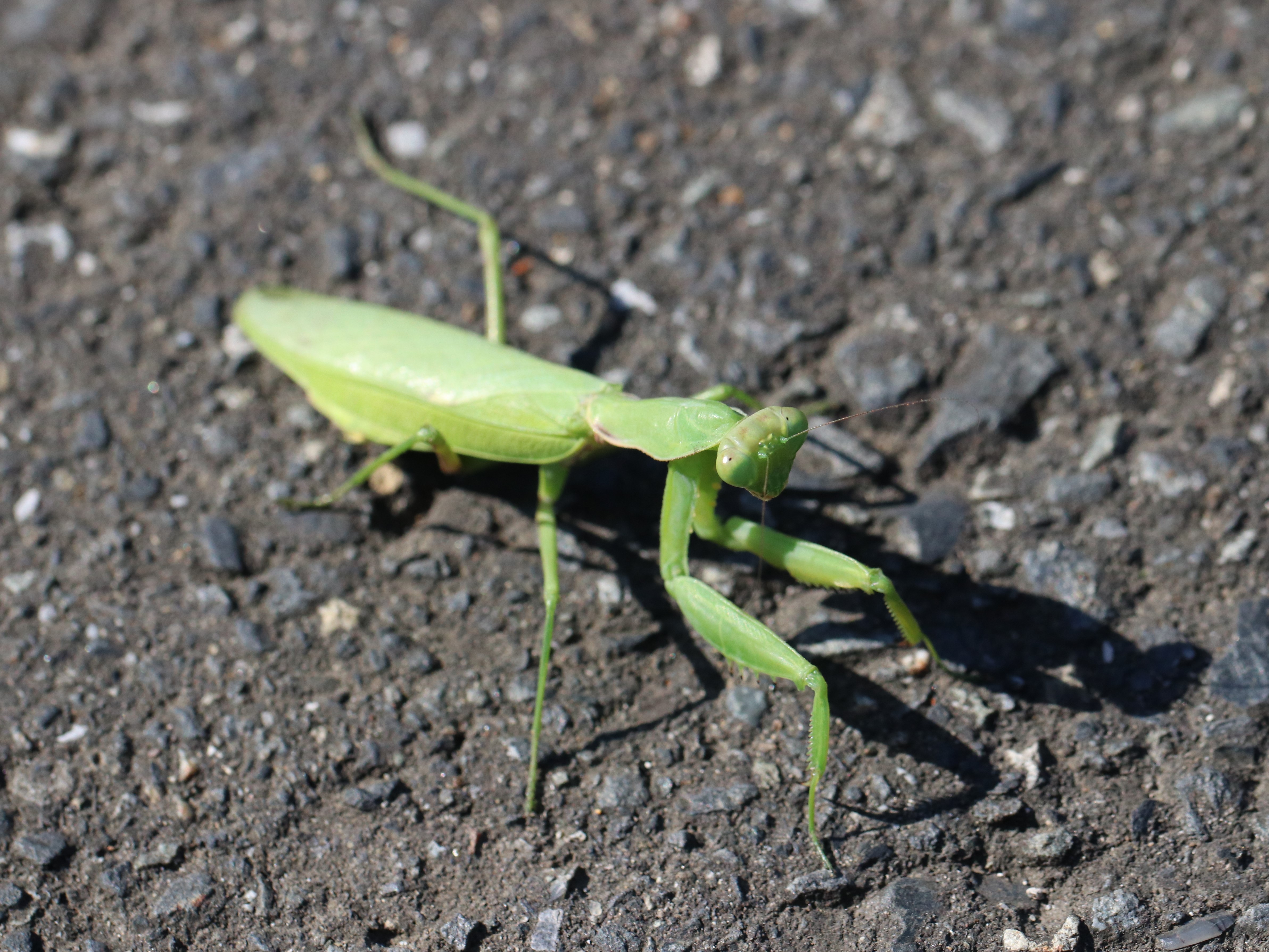 ハラビロカマキリ5